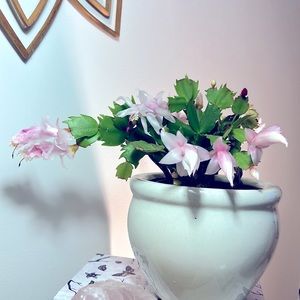 Schlumbergera truncata ‘Thanksgiving’ cactus